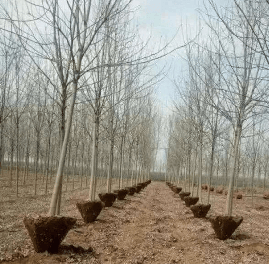 Transforming Landscapes with Ease
