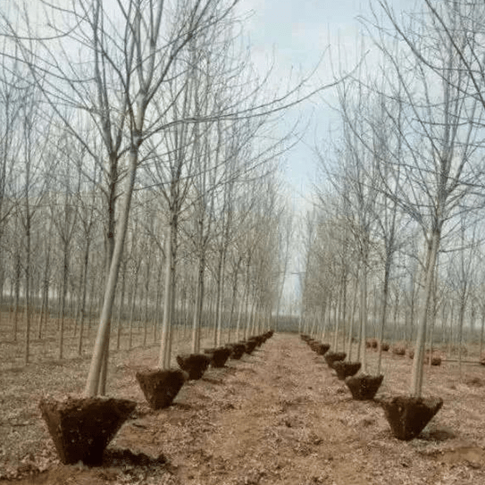 Transforming Landscapes with Ease